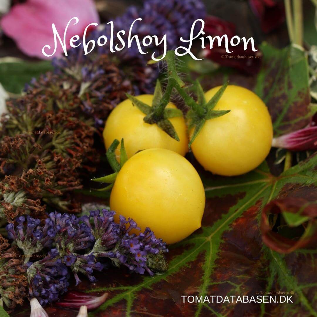 Nebolshoy Limon